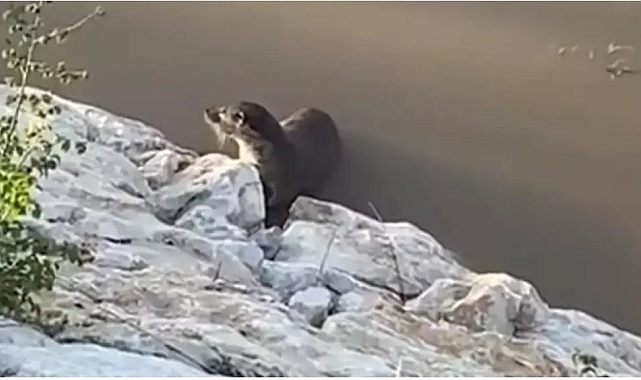 Nesli tükenme tehlikesi altında olan su samurları Van&#039;da görüntülendi