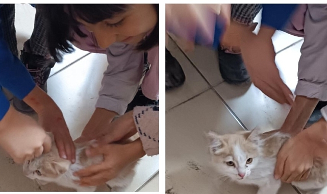 Okula sığınan kediye öğrenciler sahip çıktı