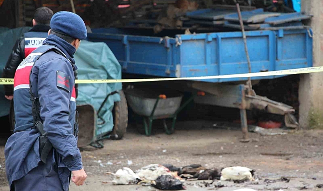 Sakarya&#039;da Horoz Kavgası Kanlı Sonuçlandı: 7 Tavuk Öldürüldü, Evlere Ateş Açıldı