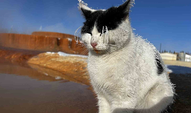 Sibirya soğuğunda, termal su kenarında ısınmaya çalışan kedi dikkat çekti