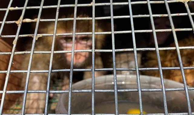 Sınır Kapısı&#039;nda 3 maymun yakalandı