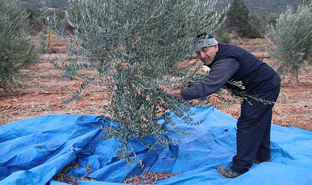 Soğuk havaya rağmen zeytin hasadı