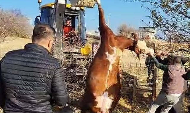 Su kuyusuna düşen inek itfaiye ekiplerince kurtarıldı