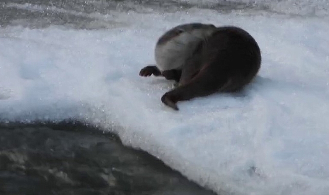 Su samuru kameraya yansıdı