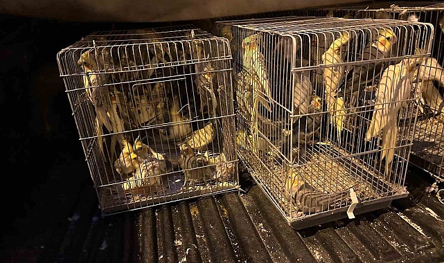 Tekirdağ&#039;da kuş operasyonu