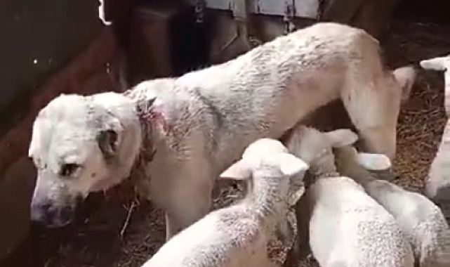 Tunceli&#039;ye Modern Bir Yoğun Bakım Ünitesi Kazandırıldı