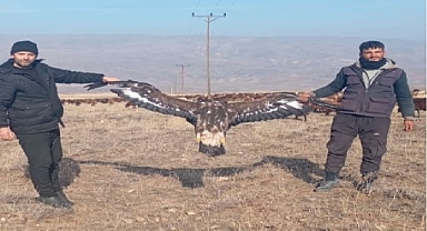 Tuzluca'da ölü olarak bulunan kartalın büyüklüğü şaşırttı!
