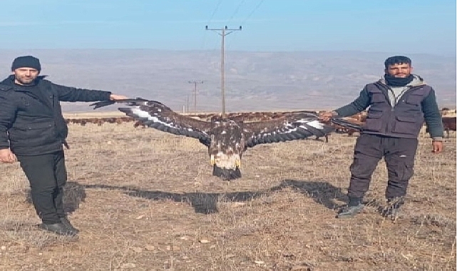Tuzluca&#039;da ölü olarak bulunan kartalın büyüklüğü şaşırttı!