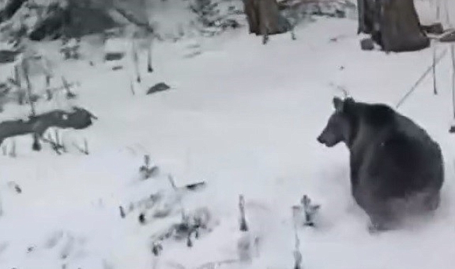 Uludağ&#039;da Kış Uykusunu Unutan Ayı Yavrusu Kamera Görüntülerinde