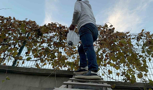 Üzümü ikinci kez hasat etti