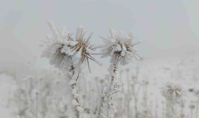 Van buz kesti; ağaçlar ve bitkiler kırağı tuttu