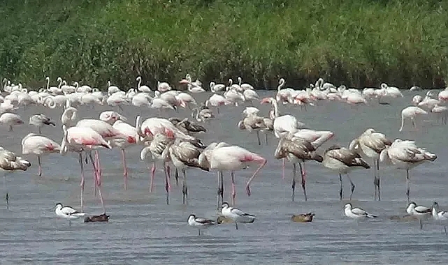 Van Gölü&#039;nün Pembe Ziyaretçileri: Flamingolar