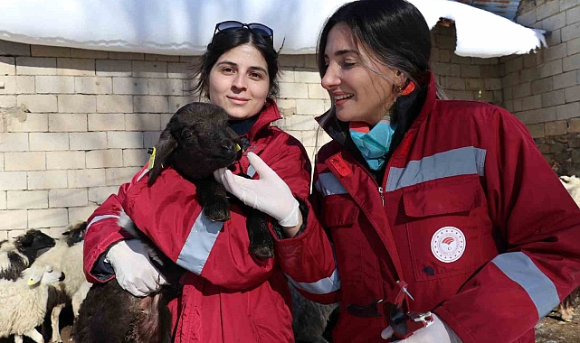 Van&#039;da, aşı ve küpe çalışmaları sürüyor