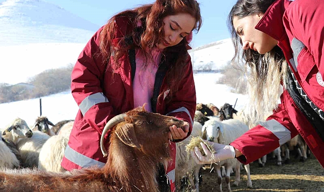 Van&#039;da Kadınların El Ele Verdiği Hayvancılık Devrimi