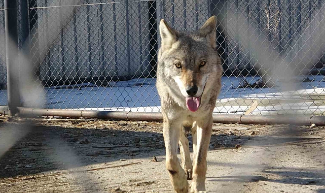 Van&#039;da tedavi edilen yaralı kurt doğaya dönmeye hazırlanıyor