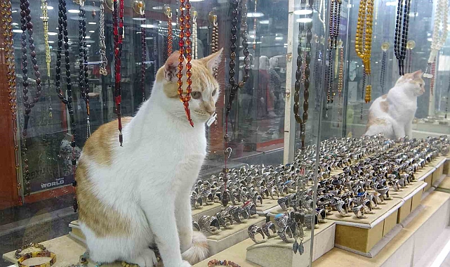 Vitrini takıların yanı sıra kediler de süslüyor