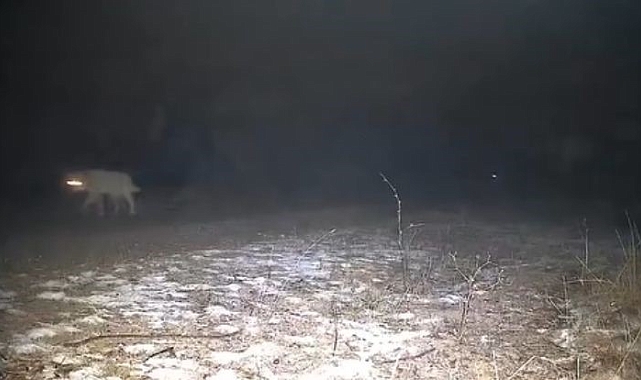 Yabani hayvanların zorlu kış şartlarındaki yaşam mücadelesi