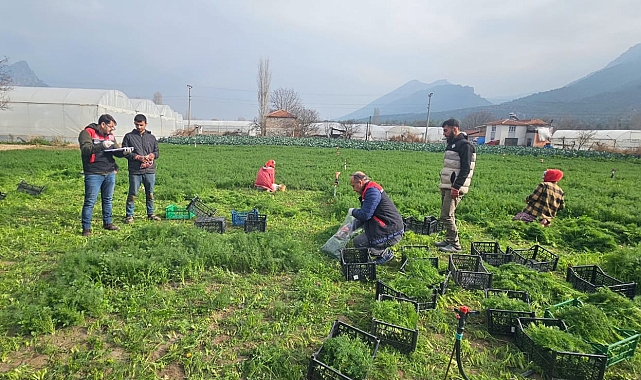 Yaprağı yenen sebzelerde kalıntıyla mücadele çalışmaları devam ediyor
