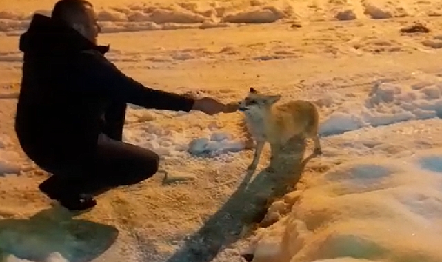 Yiyecek arayan tilkiyi, vatandaş elleriyle besledi