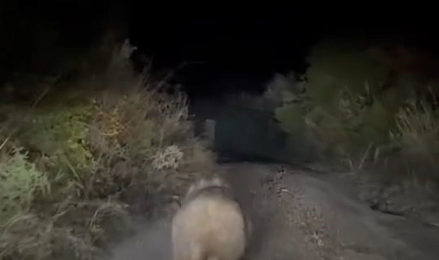 Yolu kaybeden yavru ayı kamerada