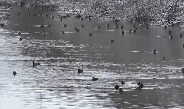 Yüzlerce yaban ördeği yiyecek ararken görüntülendi