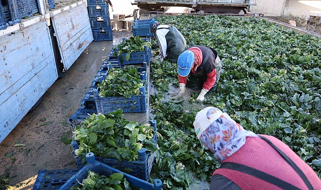 Adana&#039;da ıspanak hasadına başlandı