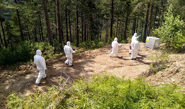 Adana&#039;da Ormanlara Yaşam Veren Bir Mücadele: Biyolojik Savaşla Zararlılara Karşı Zafer