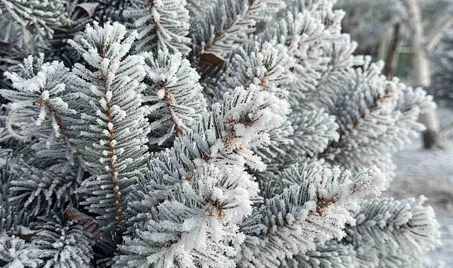 Ağrı&#039;da Hayat Durma Noktasına Geldi: Dondurucu Soğuklar Felakete Dönüştü