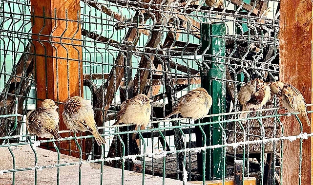 Ağrı&#039;da Kışın Sıkı Sıkıya Sarmaladığı Beyaz Tablo