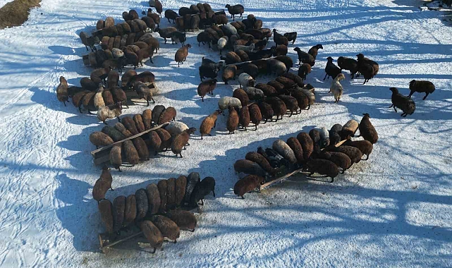 Ağrı&#039;nın Zorlu Kışında Besicilerin Kahramanca Mücadelesi