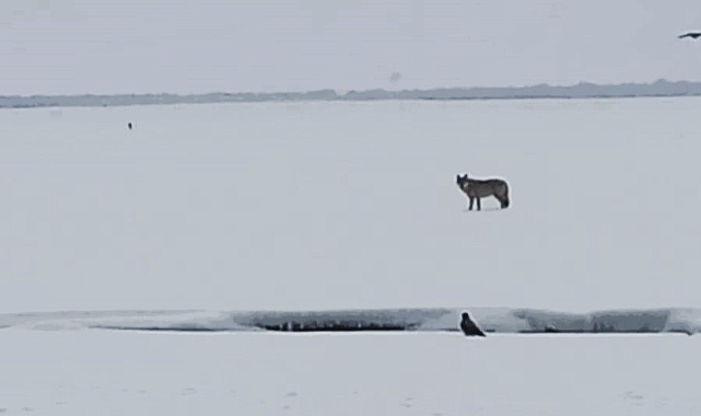 Ardahan&#039;da Soğukların İzleri: Kurtlar Yerleşim Yerlerine Yaklaştı