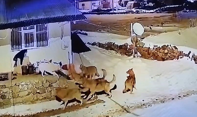 Ardahan&#039;da Dehşet Anları: Çoban Köpeği Kurt Sürüsüne Karşı Tek Başına Mücadele Verdi!