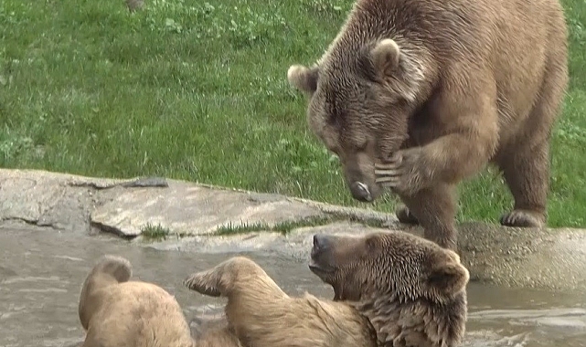 Ayı firarda...Milli parklar ve bölge sakinleri alarmda