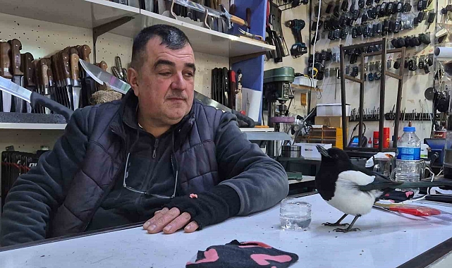 Bıçakçı ile saksağanın sıra dışı dostluğu