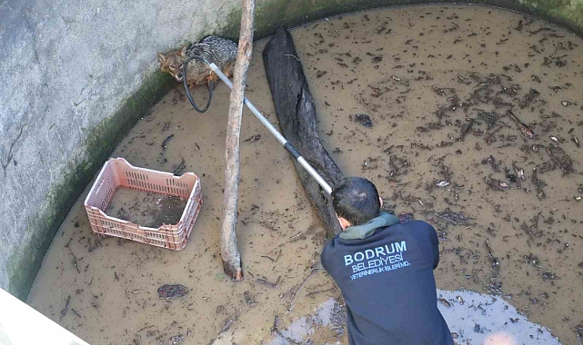 Bodrum&#039;da Mahsur Kalan Tilki, Vatandaşların Duyarlılığı Sayesinde Kurtarıldı
