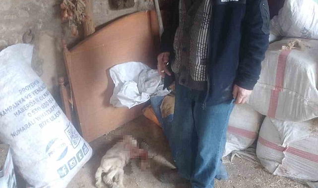 Buldan&#039;da Sokak Köpekleri Saldırısı: Çoban Büyük Üzüntü Yaşıyor