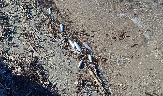Didim&#039;de Tekrarlanan Balık Ölümleri Endişe Verdi