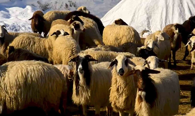 Diyadin Besicilerinin Zorlu Mücadelesi