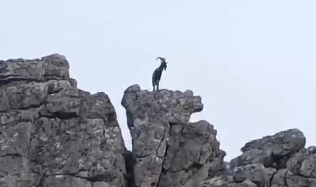 Diyarbakır&#039;ın Çermik İlçesinde Nadir Görülen Dağ Keçileri Kamerada
