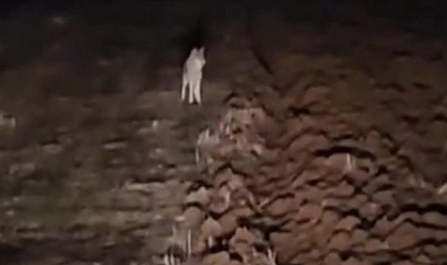 Diyarbakırlı Çiftçi, Kurtlarla Karşılaşmasını Cep Telefonuyla Kaydetti