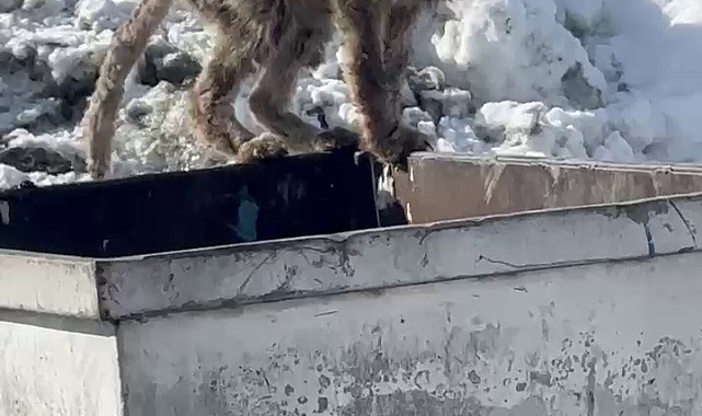 Doğanın İçinde Yaşayan Tilki, Kentin Kalabalığında Yiyecek Araması