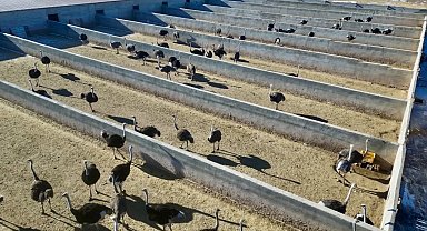 Doğubayazıt'ta kurulan deve kuşu çiftliği ile hayvancılık sektörüne yeni bir soluk getirildi