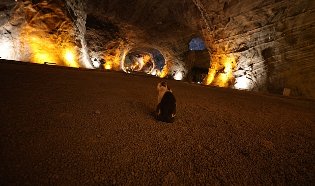 Duman isimli kedi Iğdır&#039;daki Tuz Terapi Merkezi&#039;ne gelen turistlerin ilgi odağı oluyor