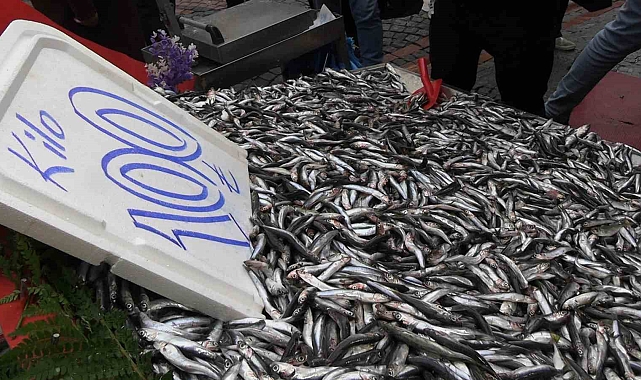 Edirne&#039;de hamsi bolluğu: Kilosu 100 liraya düştü