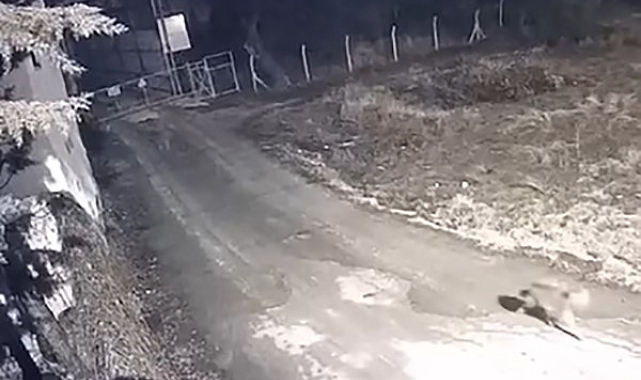 Elazığ&#039;da Aç Kurtlar Köye İndi: Korkutan Görüntüler Kamera Kayıtlarında