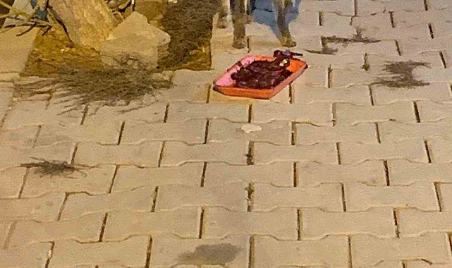 Elazığ&#039;da Aç Tilkiye Şefkat Eli: Lokanta Sahibi&#039;nden Örnek Bir Davranış!