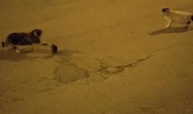 Elazığ&#039;da Kedi ve Fare Oyunu: İzleyenleri Gülümsetti