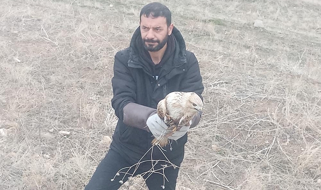 Elazığ&#039;da Yaralı Kartal Hayat Mücadelesi Veriyor