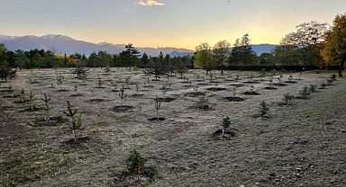 Erzincan Yeşiliyor: 400 Bin Fidanla Doğaya Yeniden Hayat Verildi!