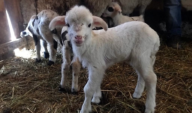 Erzincan&#039;da Yaşam Mücadelesi: Annelerinin Reddettiği Kuzular Biberonla Besleniyor